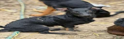 Meticcio cani in regalo: EMA, la cucciola più dolce (e nanetta) di tutti! - Annuncio 1