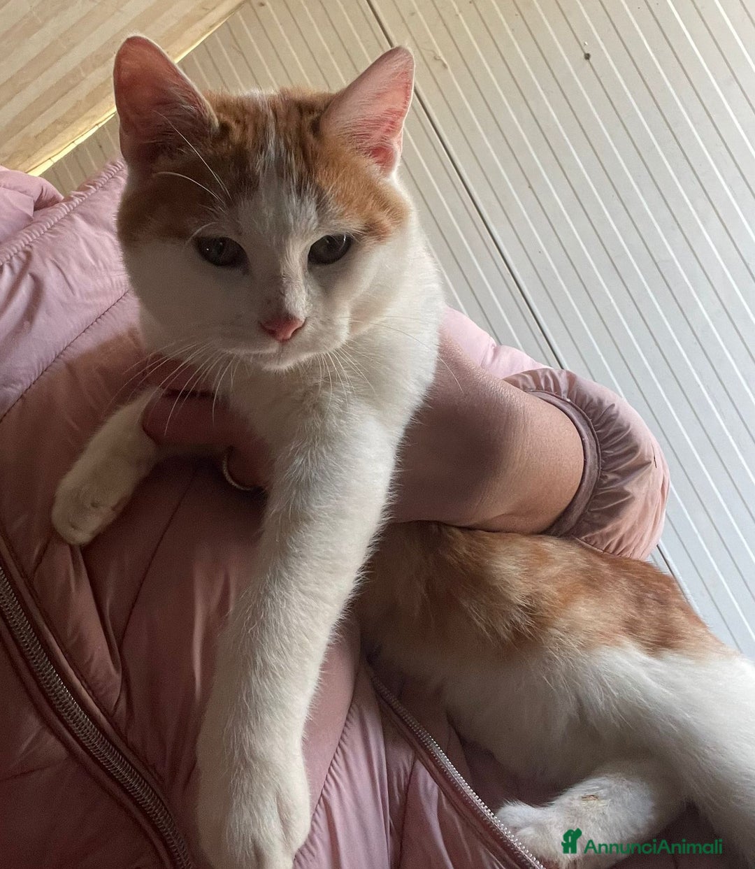 Meticcio gatti in regalo: TENERO GATTINO ROSSO - Annuncio 3