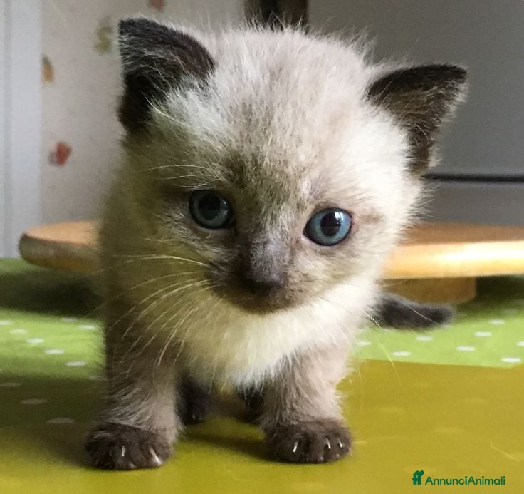 Siamese gatti in vendita: Siamese 2 mesi - Annuncio 1