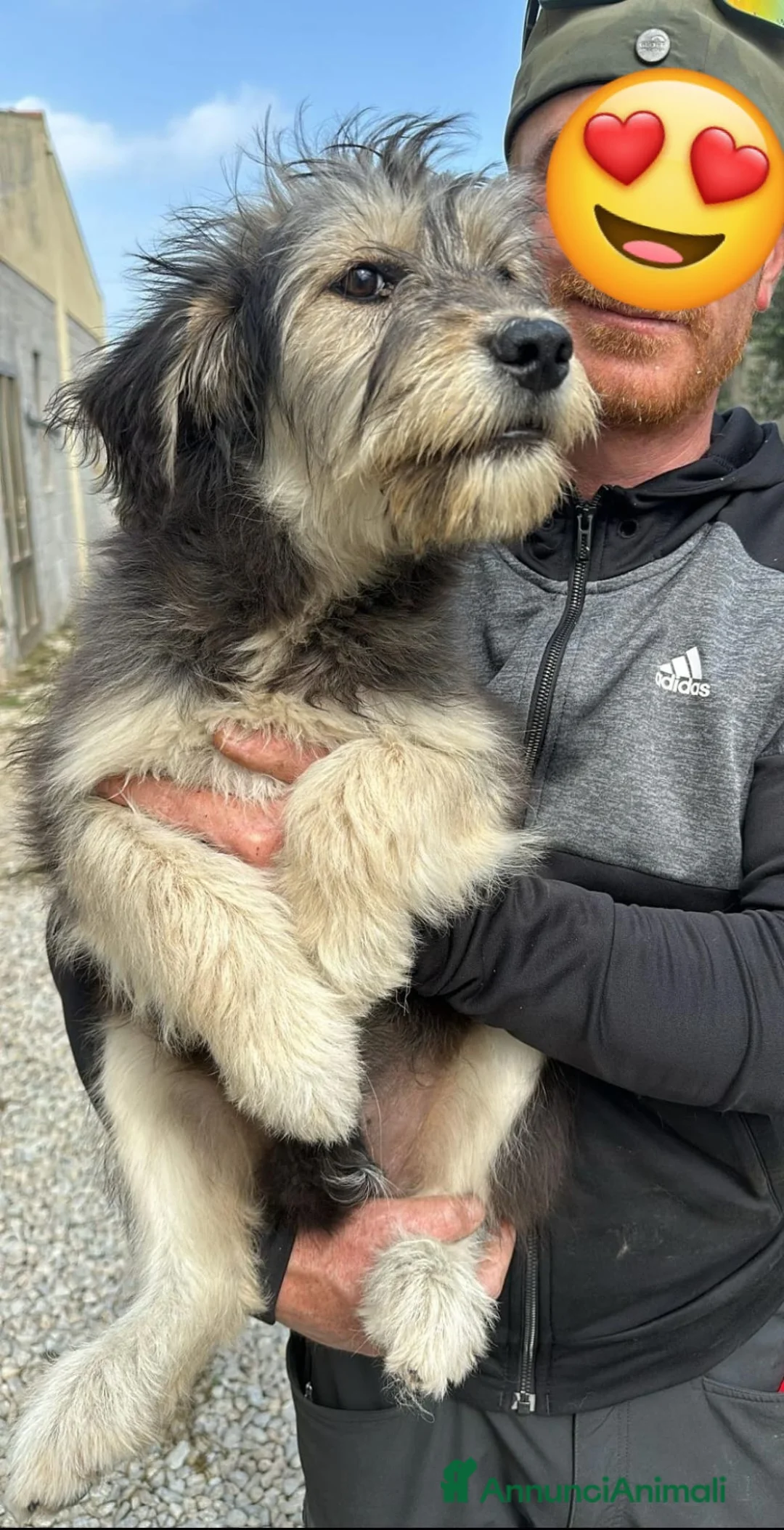 Meticcio cani in regalo: Mimosa a Provincia di Crotone - Annuncio 2