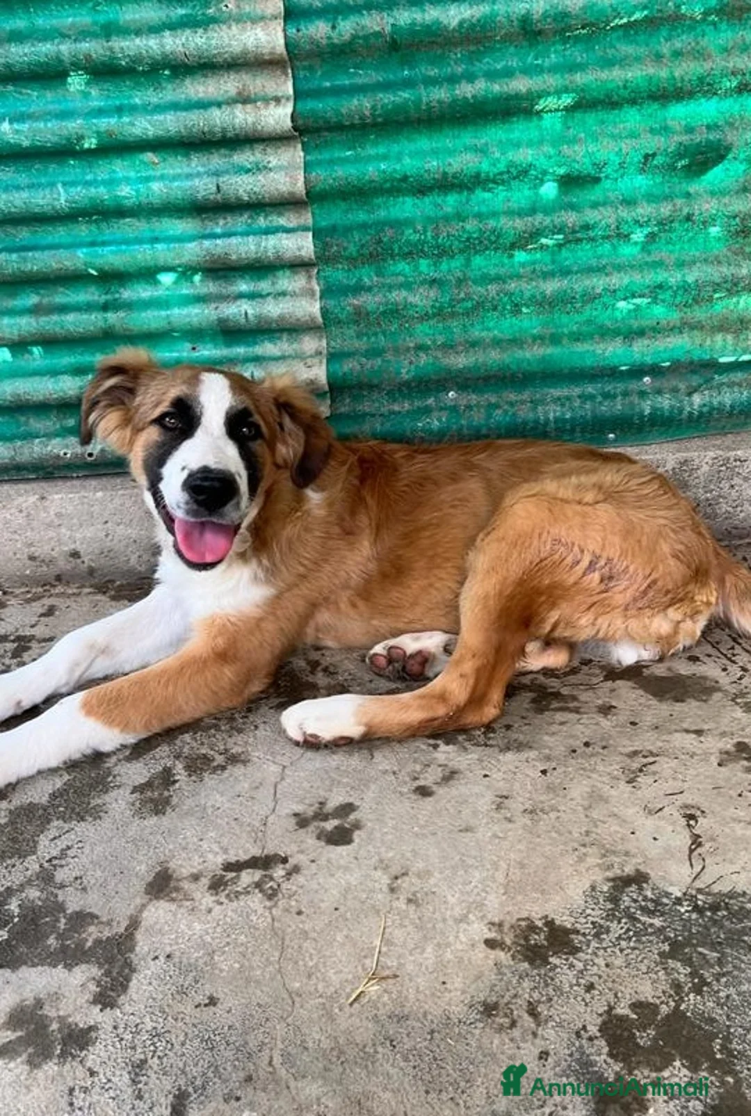 Meticcio cani in regalo: Tobia quasi 2anni BELLO,BUONO,INVISIBILE! SICILIA a Città metropolitana di Milano - Annuncio 4