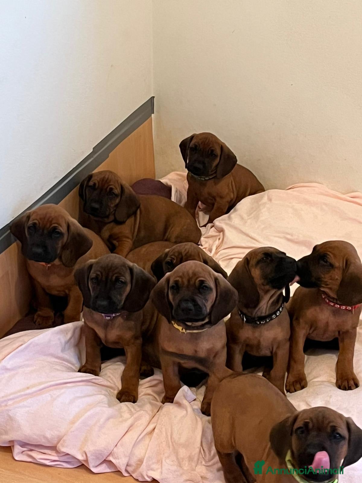 Segugio Bavarese cani Cuccioli segugio bavarese in vendita - Annuncio 1