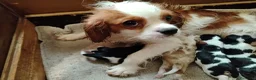 Cavalier King cani in vendita: Cavalier king con pedigree enci  a Provincia di Sondrio - Annuncio 5