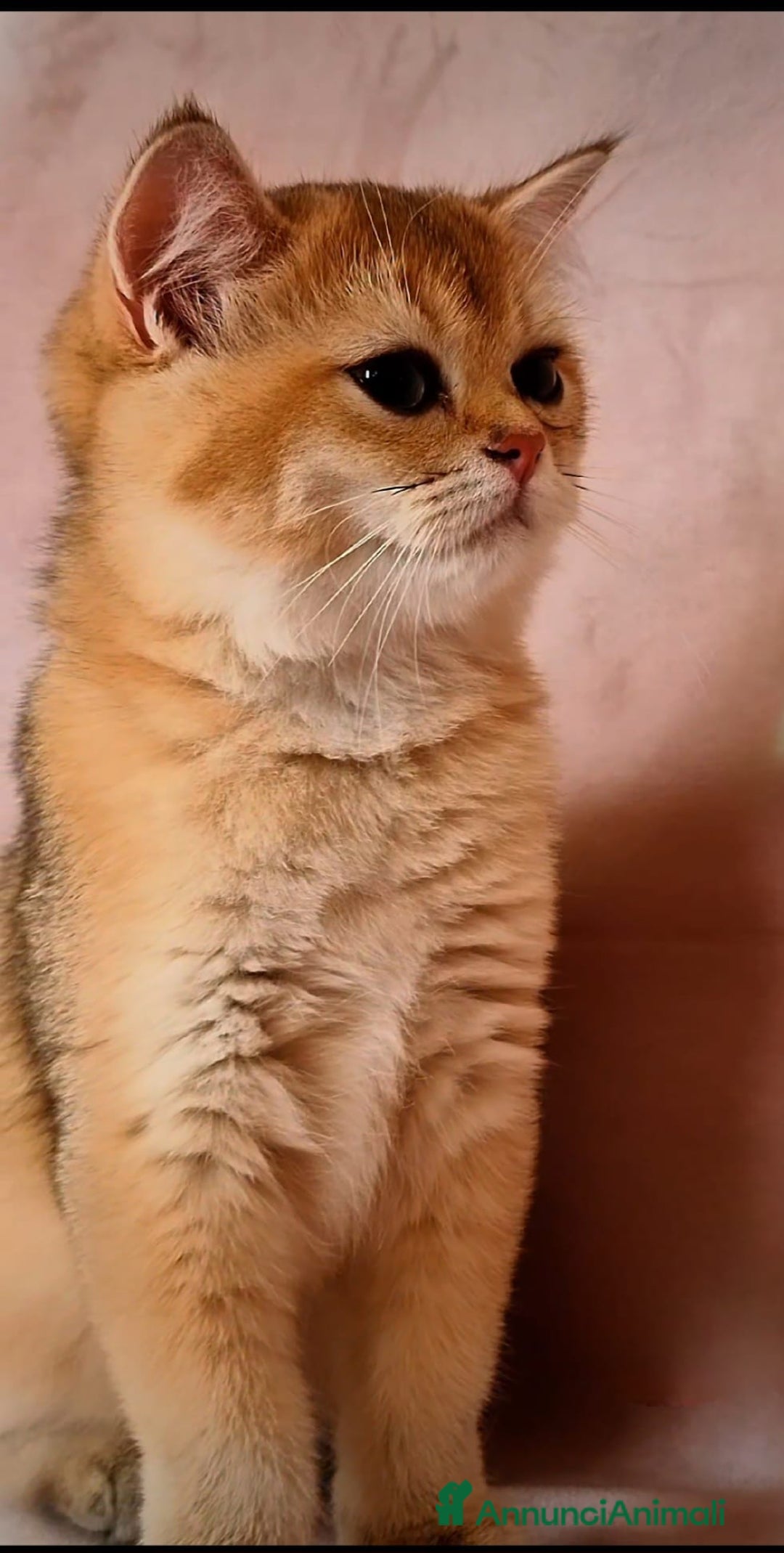 Scottish gatti in vendita: Scottish  - Annuncio 3