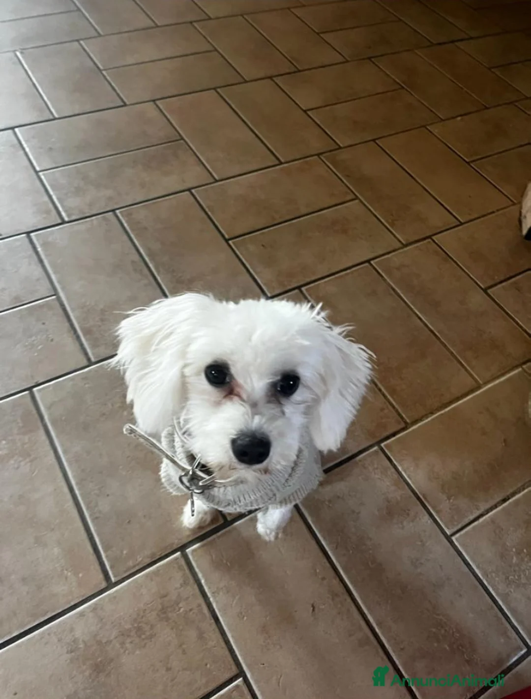 Maltese cani in vendita: Cuccioli Maltese  - Annuncio 3