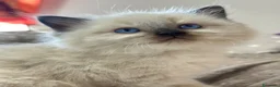 Ragdoll gatti in vendita: Ragdoll con pedigree  - Annuncio 24