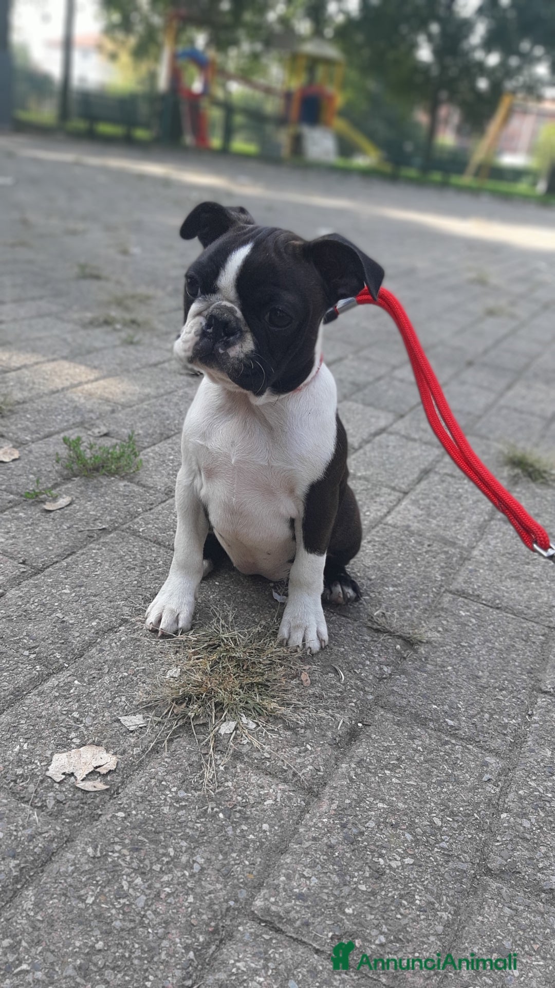 Boston Terrier cani in vendita: Cuccioli di Boston terrier con pedigree  - Annuncio 5