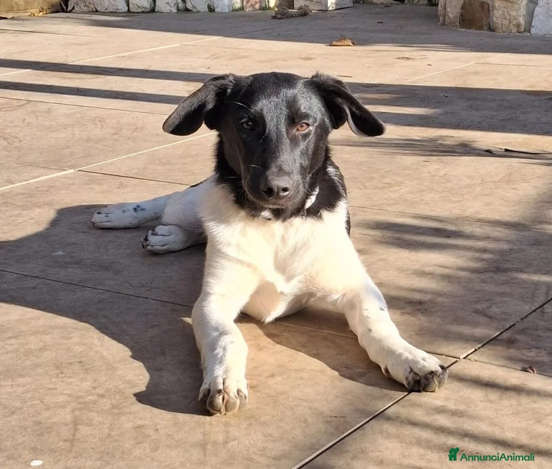Meticcio cani in regalo: CI ADOTTI? - Annuncio 1