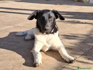 Meticcio cani CI ADOTTI? - Annuncio 6
