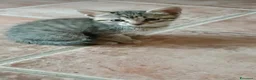 Europeo gatti in regalo: Gattini in adozione  - Annuncio 1