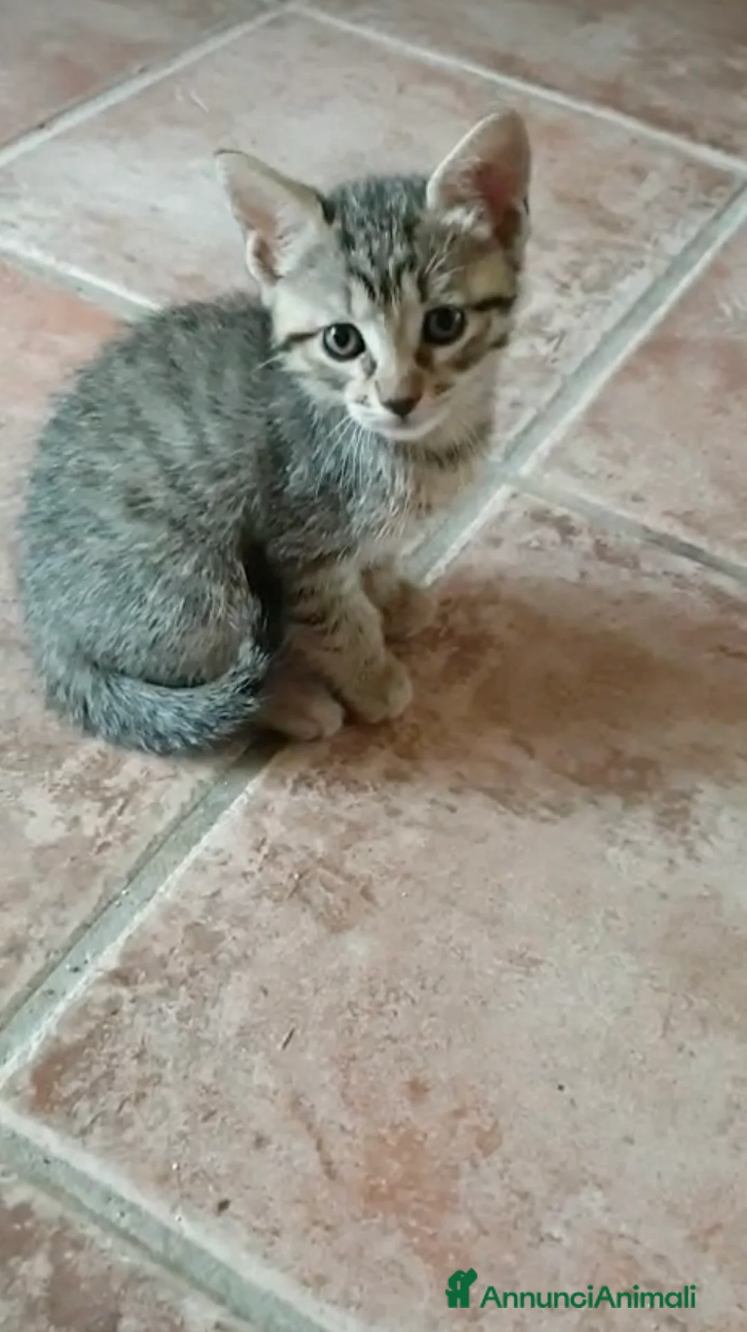 Europeo gatti in regalo: Gattini in adozione  - Annuncio 1