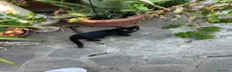 Altre razze gatti in regalo:  gattino nero cerca casa 🖤 - Annuncio 6
