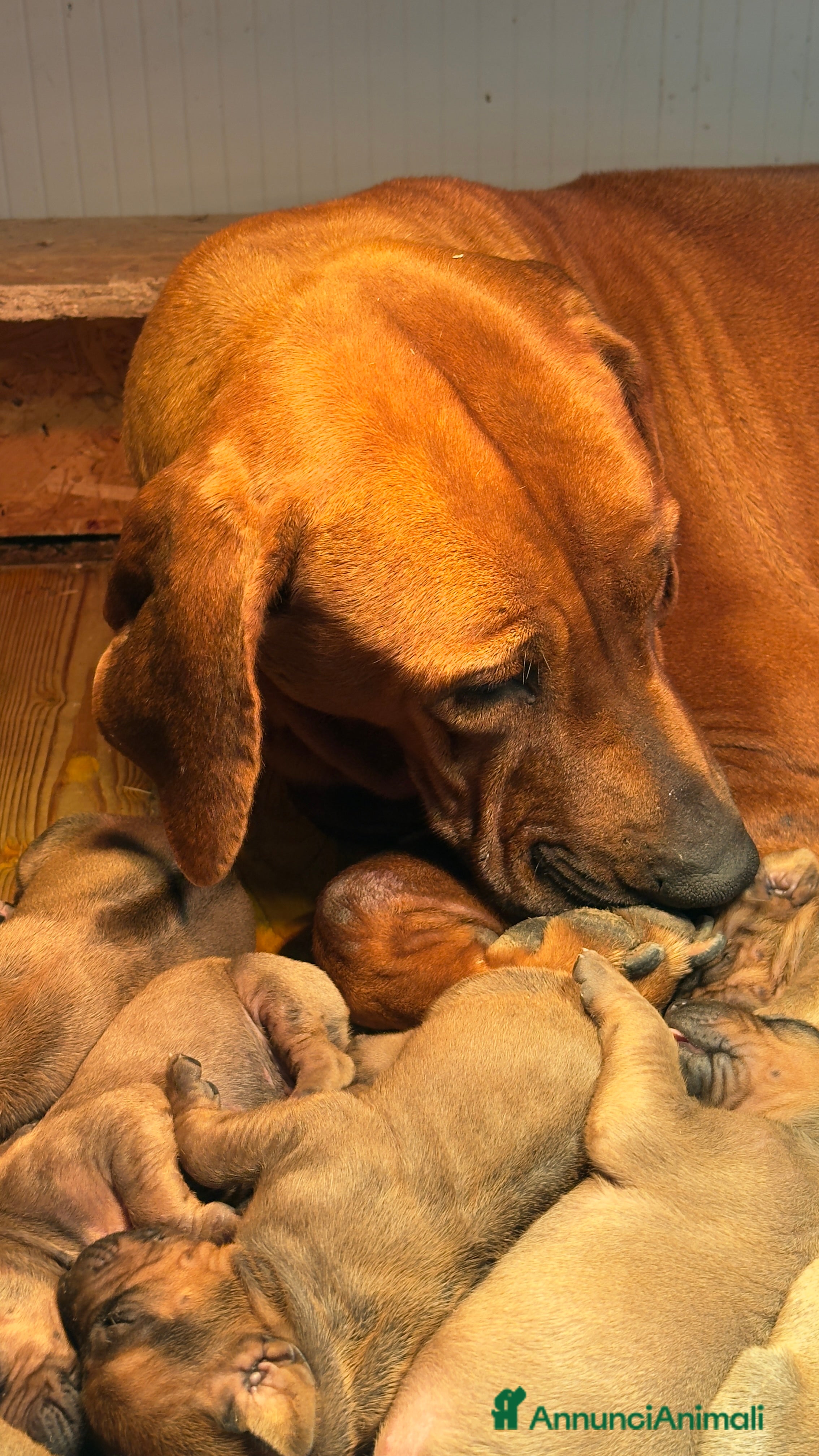 Rhodesian Ridgeback cani Cuccioli di Rhodesian Ridgeback  - Annuncio 2