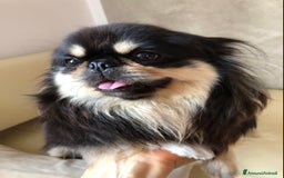 Chihuahua cani in vendita: Chihuahua adulta a Provincia di Brescia - Immagine 6