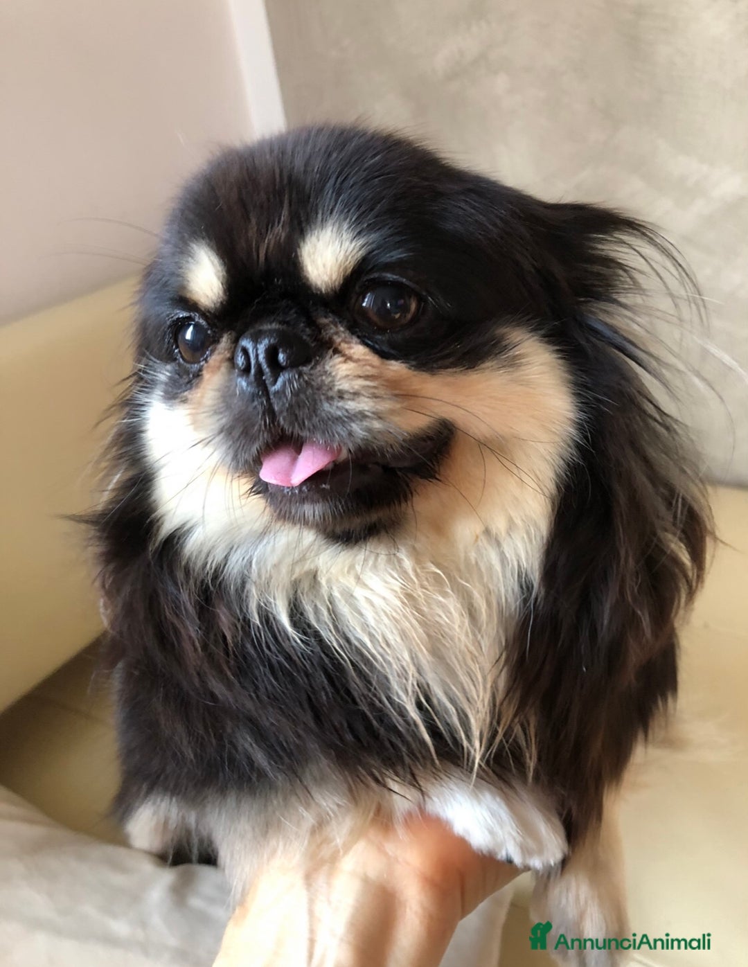 Chihuahua cani in vendita: Chihuahua adulta a Provincia di Brescia - Immagine 6