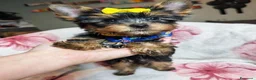 Meticcio cani in vendita: ✨Splendidi Yorkshire Terrier✨ - Annuncio 6