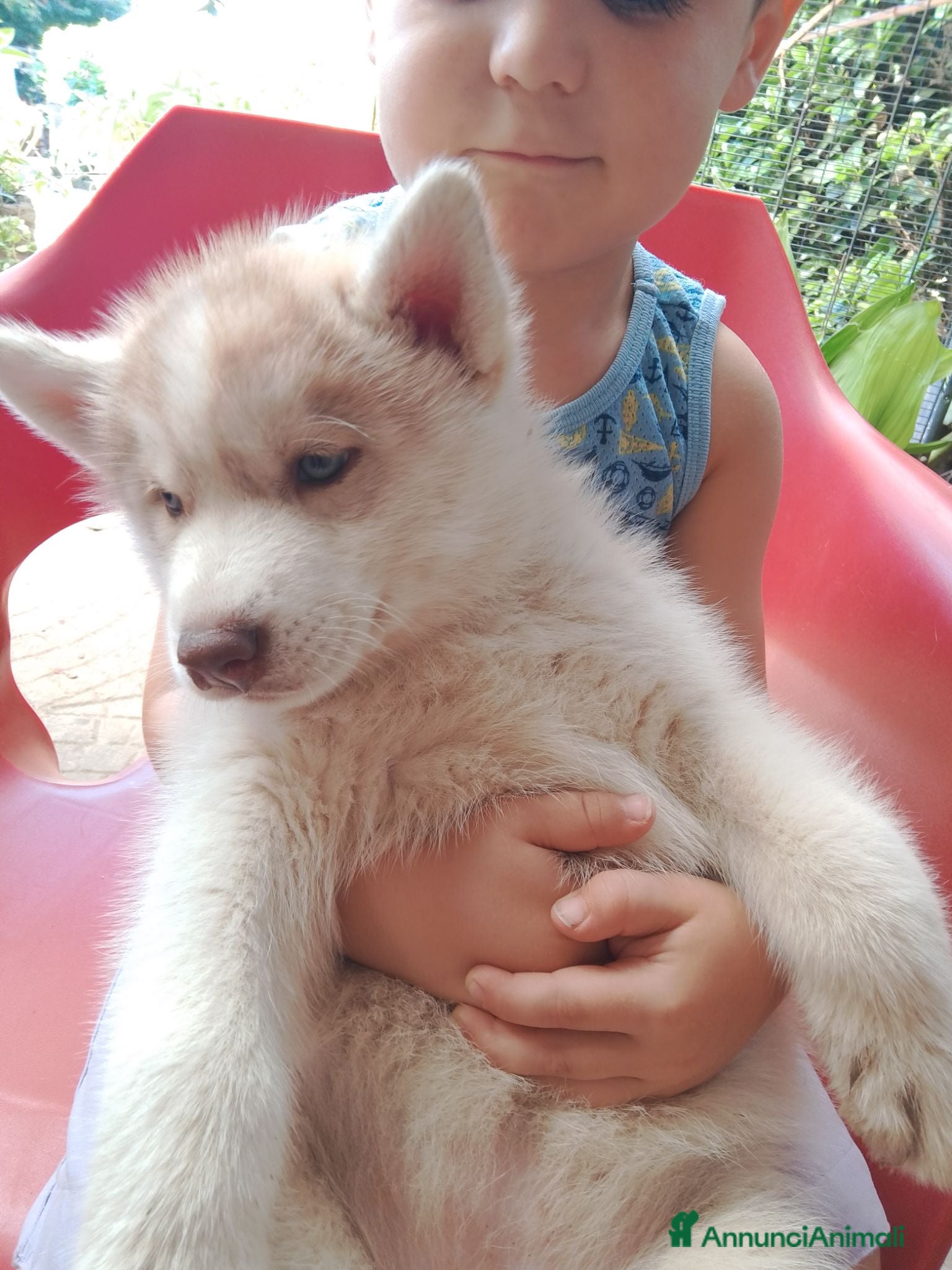 Husky cani Siberian husky  - Annuncio 1