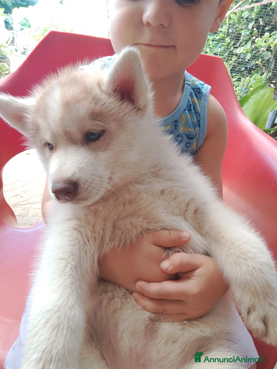 Husky cani in vendita: Siberian husky  - Annuncio 1