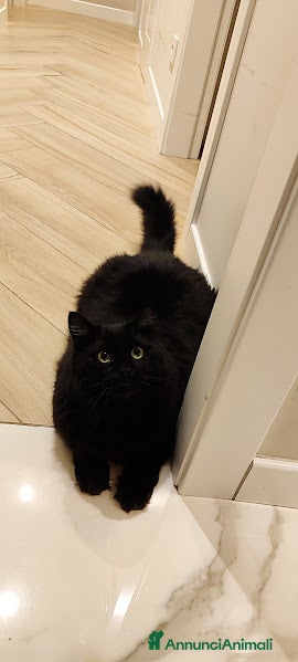 Siberiano gatti vendita gatto siberiano  - Annuncio 1