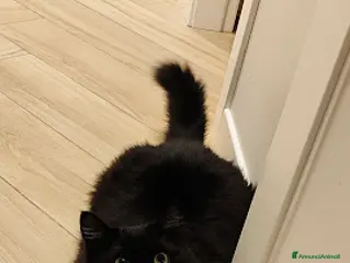 Siberiano gatti vendita gatto siberiano - Annuncio 1