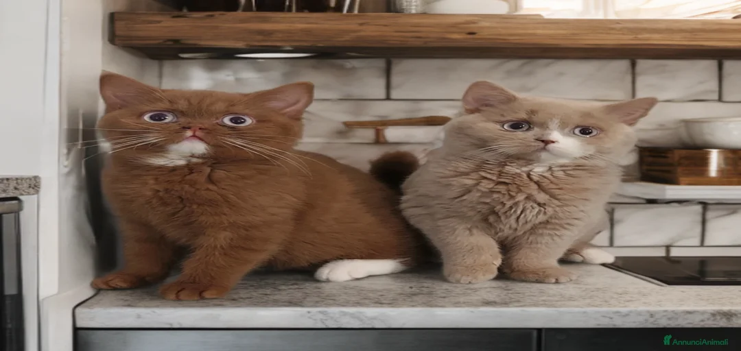 Immagine della galleria {{count}}