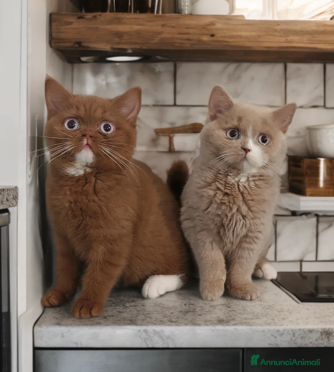 Immagine della galleria {{count}}