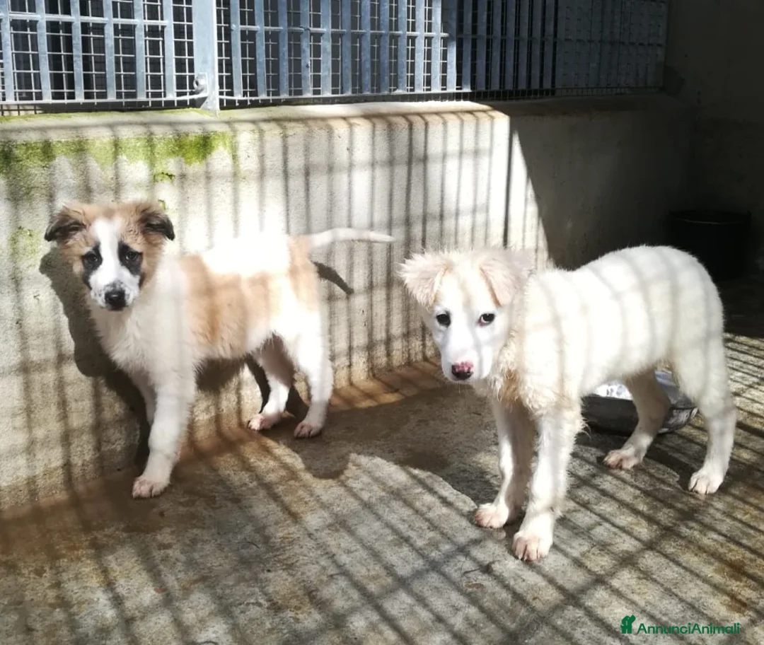 Meticcio cani in regalo: CARAMELLO E BISCOTTO  - Annuncio 4