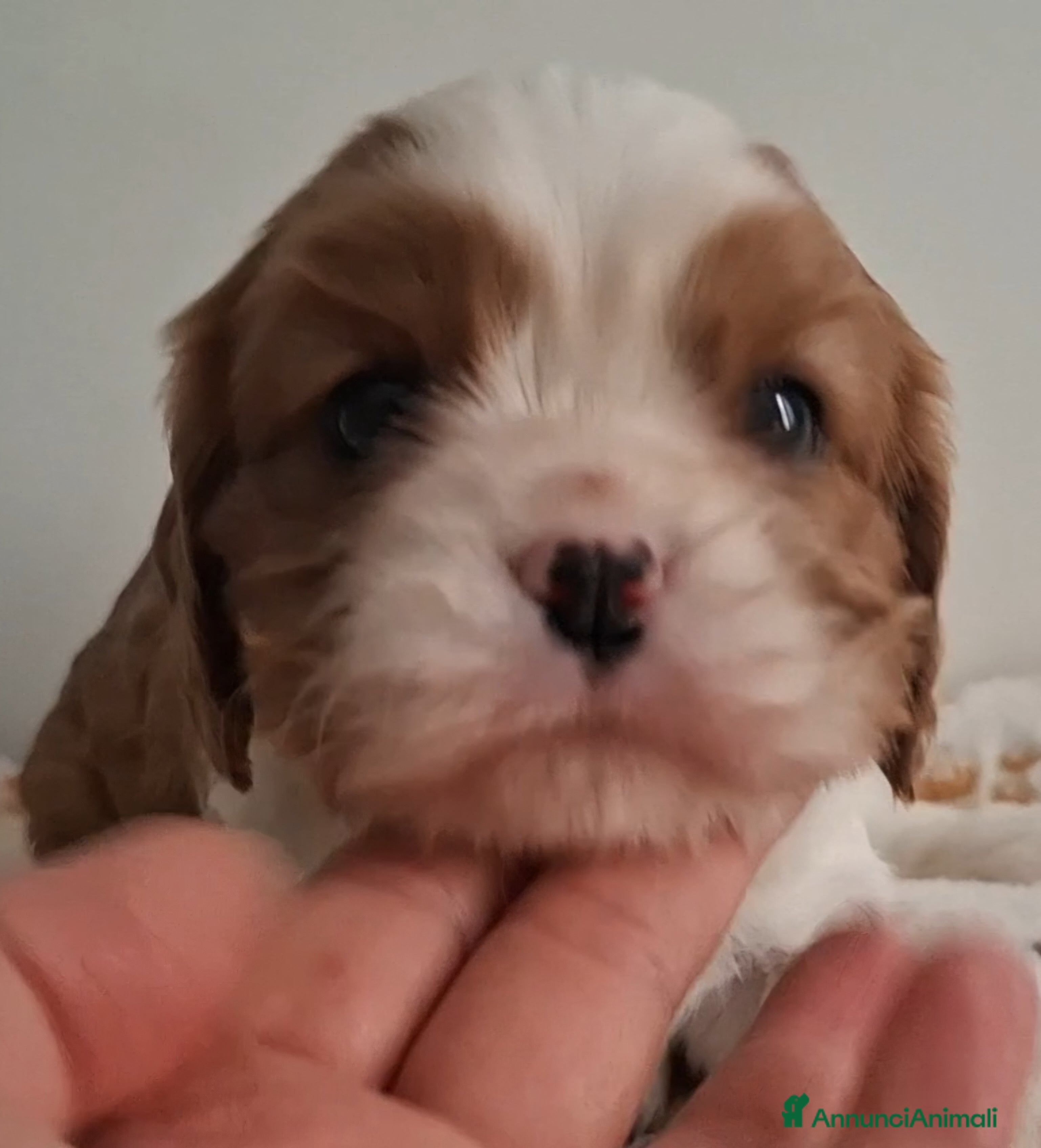 Cavalier King cani Cucciole di Cavalier king blenheim - Annuncio 5