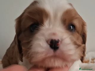 Cavalier King cani Cucciole di Cavalier king blenheim - Annuncio 5