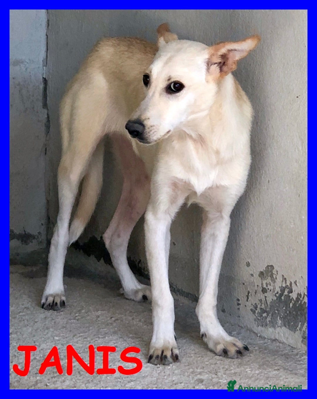 Meticcio cani in regalo: JANIS  bella dolce timidina - Annuncio 3