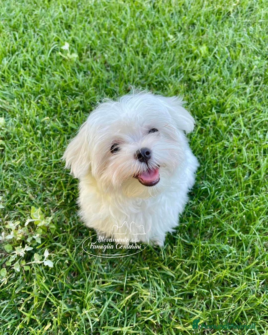 Maltese cani Cuccioli Maltese con Pedigree - Annuncio 23