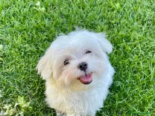 Maltese cani Cuccioli Maltese con Pedigree - Annuncio 23