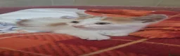 Meticcio cani in regalo: GATTINI DOLCISSIMI - Annuncio 4
