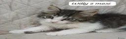 Meticcio gatti in regalo: Urgenti famiglie per questi gattini  a Provincia di Monza e della Brianza - Annuncio 9