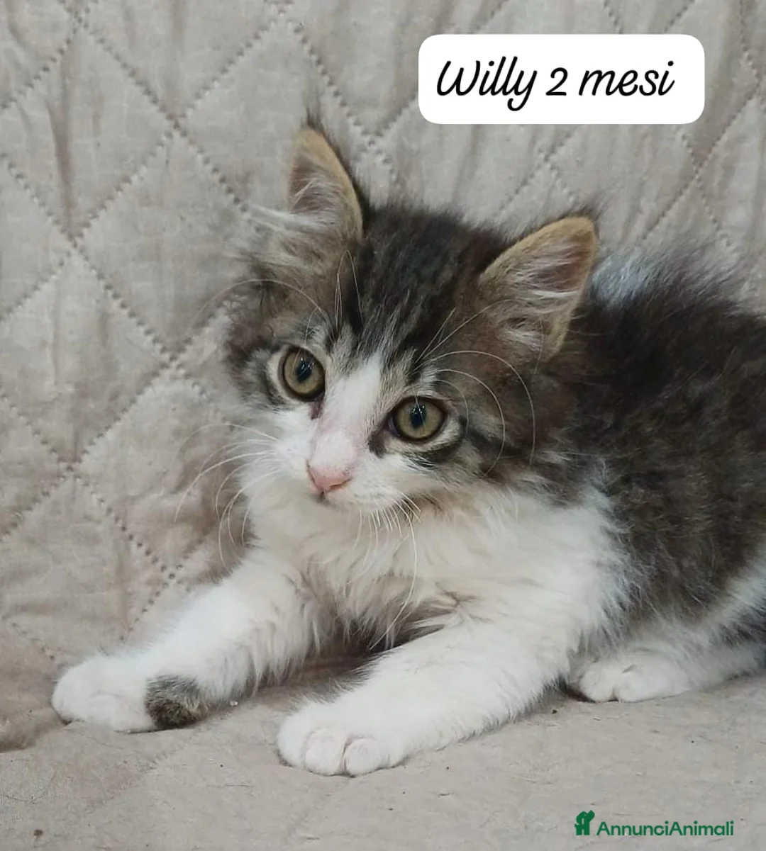 Meticcio gatti in regalo: Urgenti famiglie per questi gattini  a Provincia di Monza e della Brianza - Annuncio 9