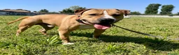 Meticcio cani in regalo: PABLO CERCA CASA - Annuncio 6