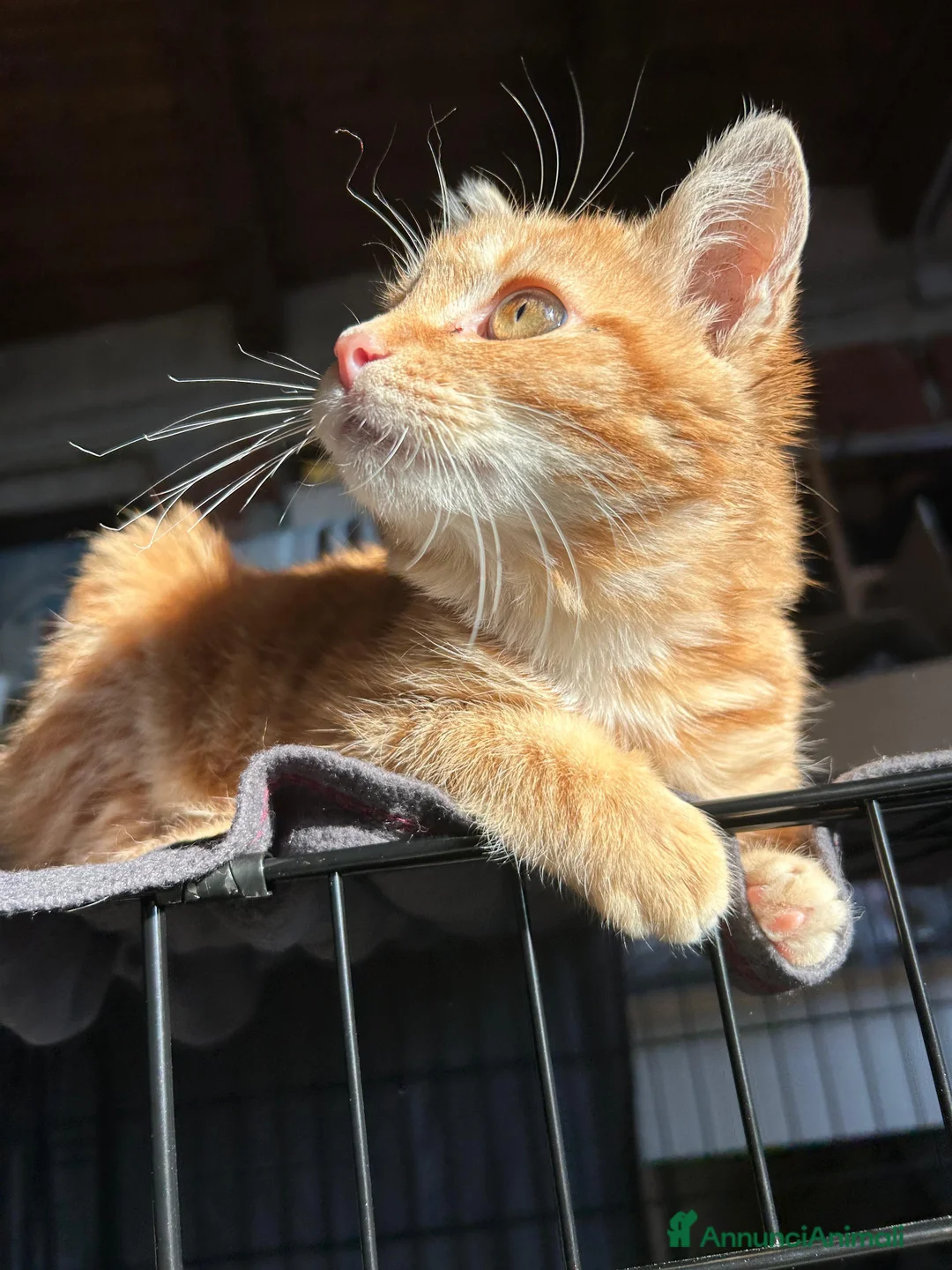 Europeo gatti in regalo: STRILLO CERCA CASA ❤️ - Annuncio 3