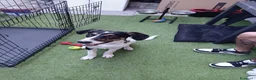 Meticcio cani in regalo: Magic  a Provincia di Monza e della Brianza - Annuncio 1