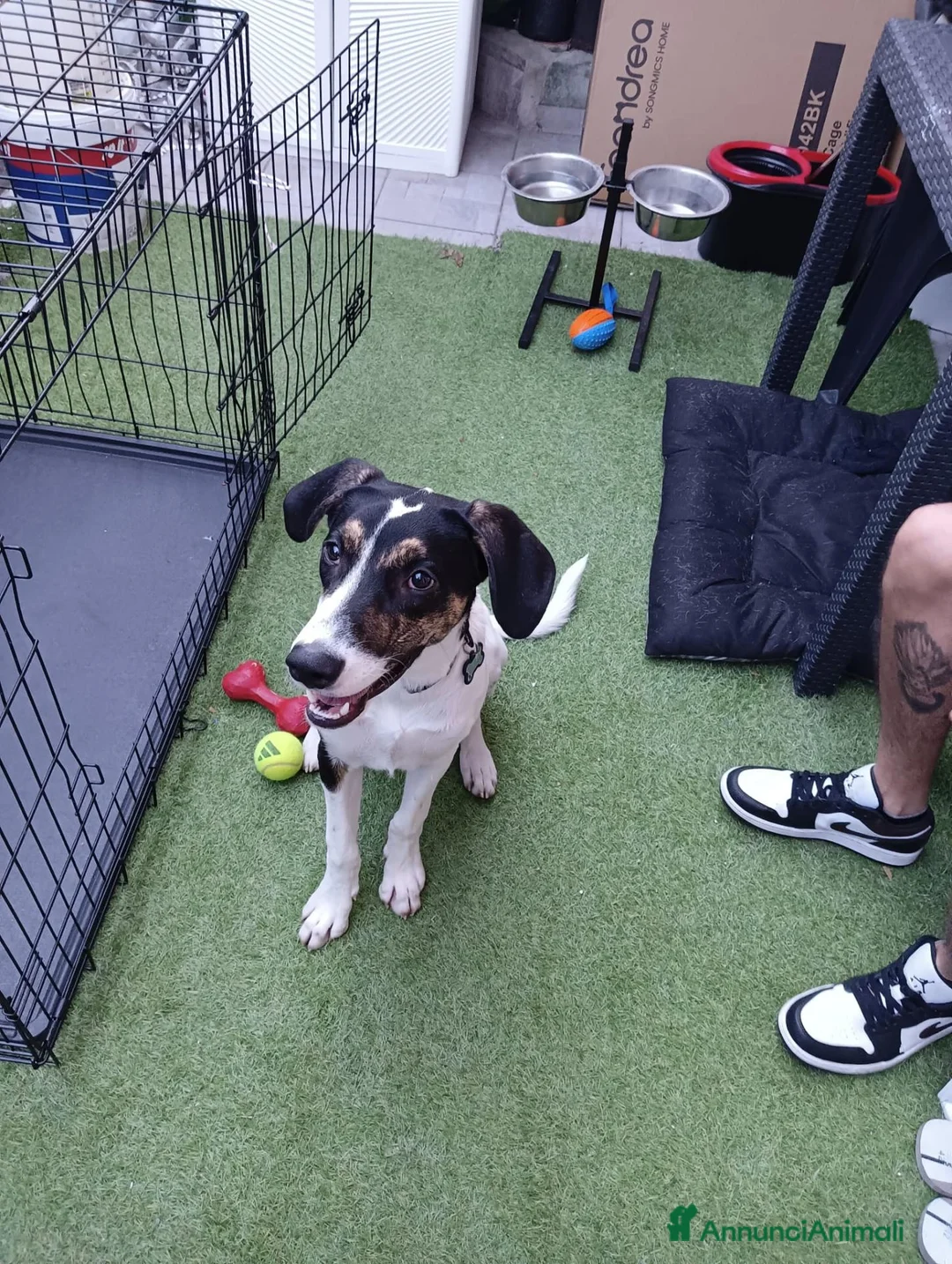 Meticcio cani in regalo: Magic  a Provincia di Monza e della Brianza - Annuncio 1