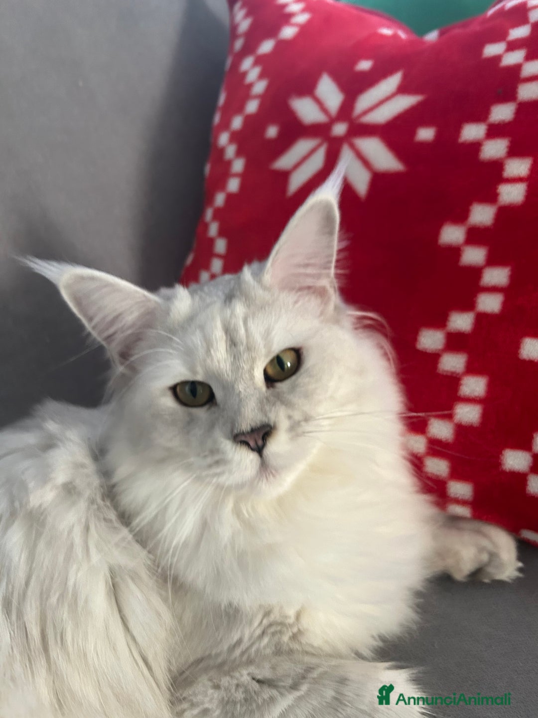 Maine Coon gatti in vendita: Maine Coon femmina 8 mesi pedigree aperto  - Annuncio 22