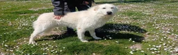 Meticcio cani in regalo: ROBERTA PAROLA D'ORDINE ALLEGRIA...IN ADOZIONE - Annuncio 3