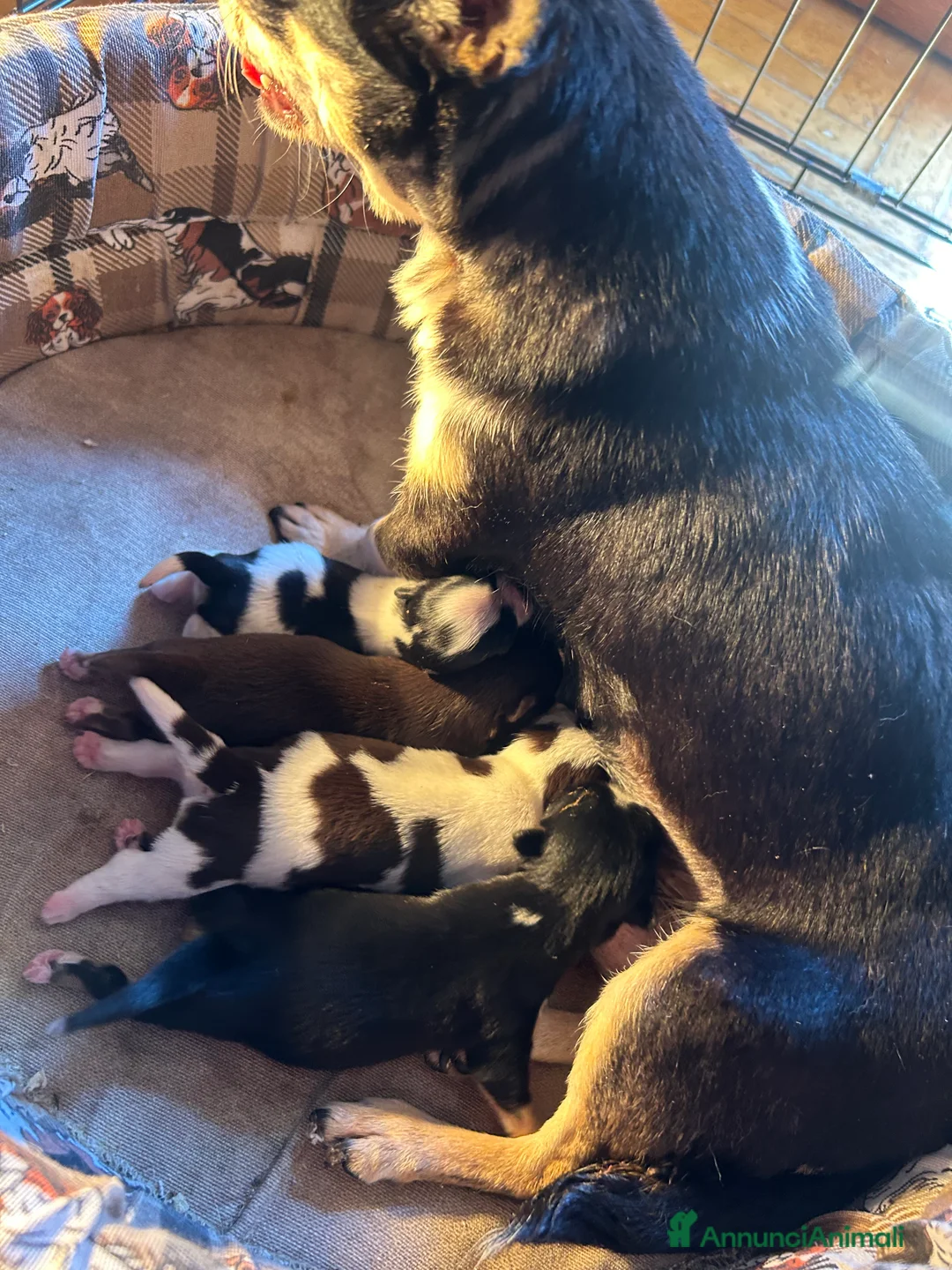 Chihuahua cani in vendita: Chihuahua pedigree Enci - DNA depositato  - Annuncio 7