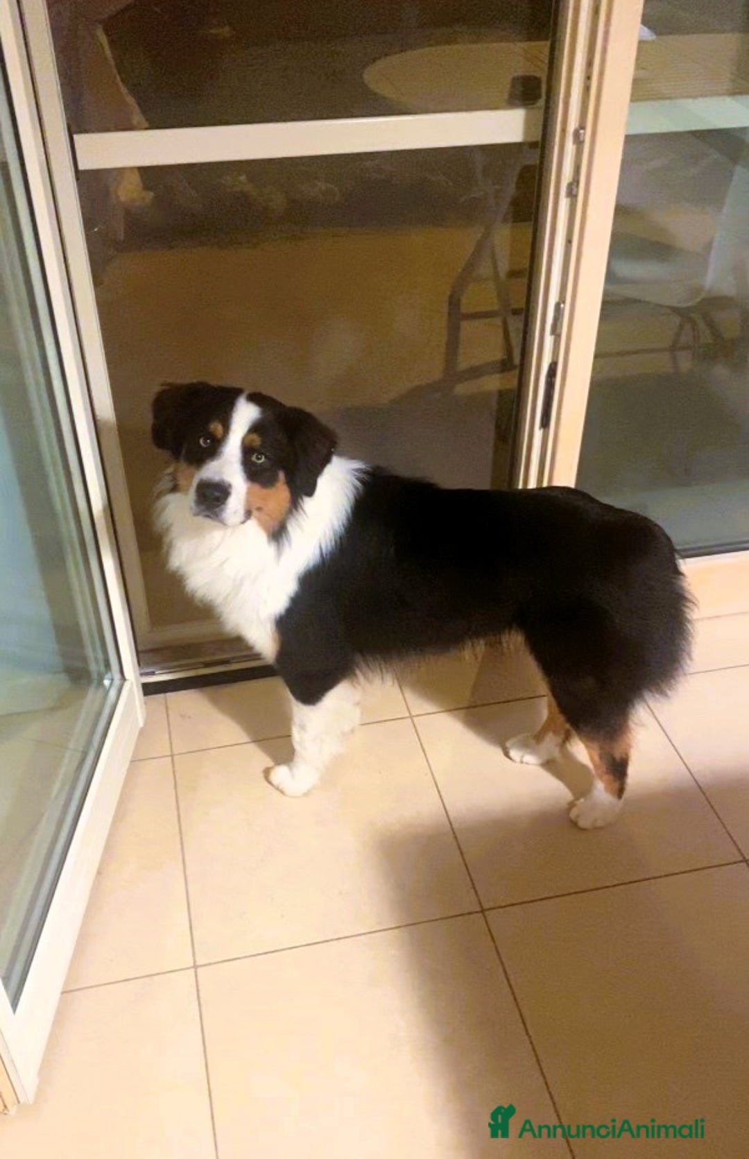 Australian Shepherd cani per accoppiamento: Pastore Australiano black tricolor per monte - Annuncio 6