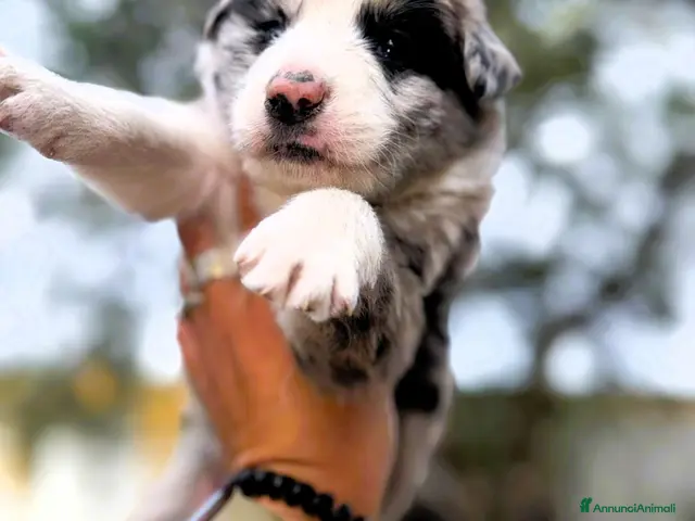 Border Collie cani cuccioli border collie blue merle - Annuncio 31