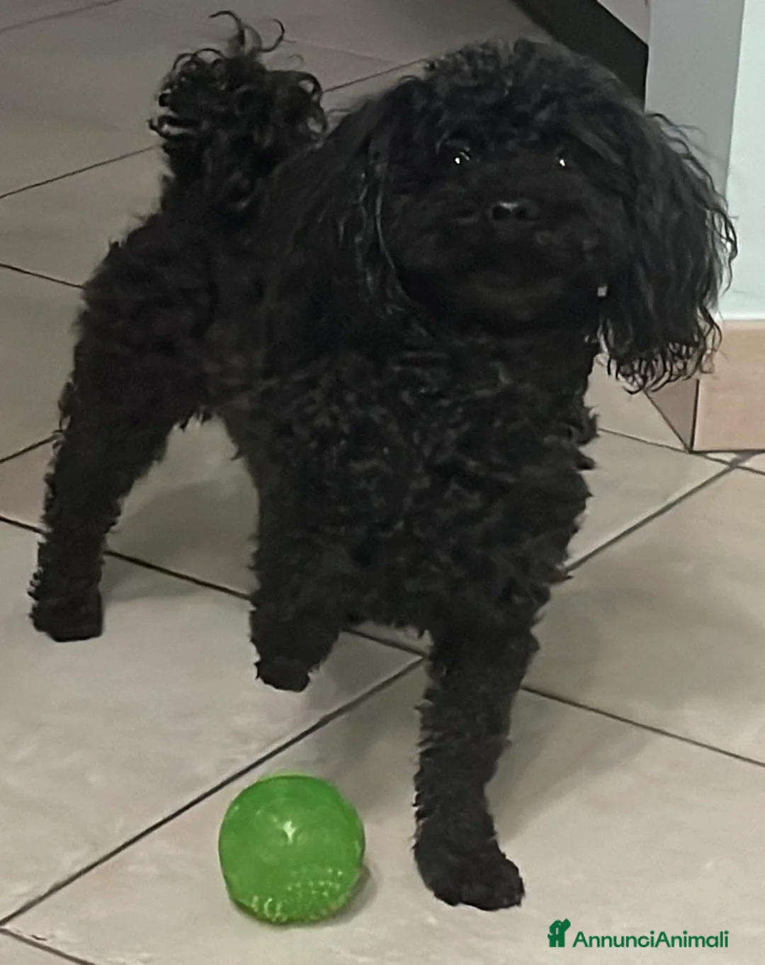 Immagine della galleria {{count}}