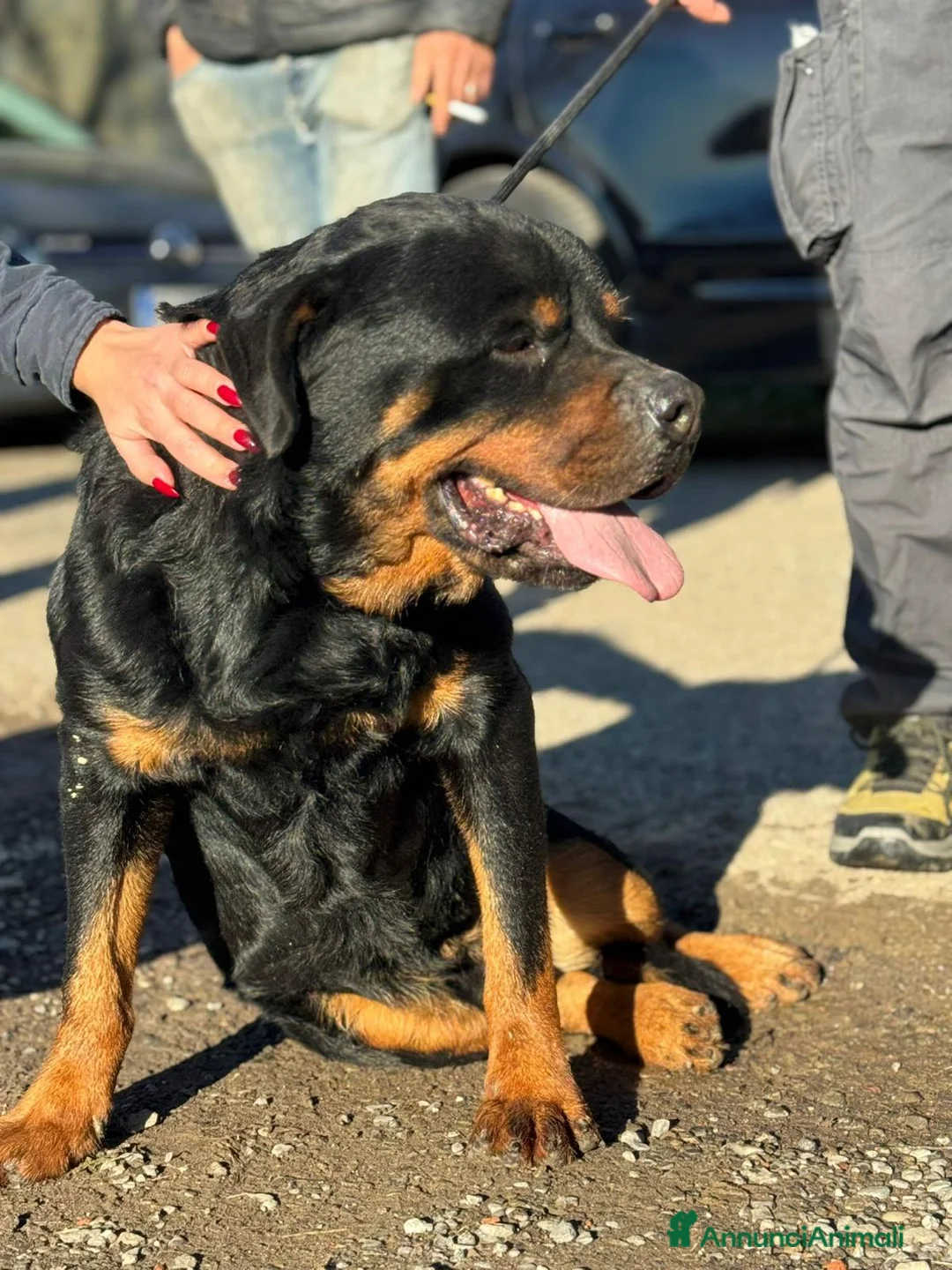 Rottweiler cani in regalo: Ares: 7 anni, Rottweiler equilibrato, socievole  a Città Metropolitana di Genova - Annuncio 26