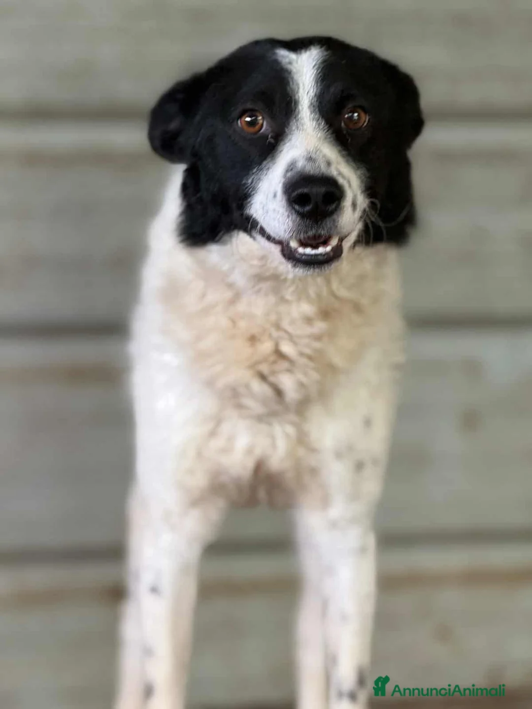 Meticcio cani in regalo: WEST, timido nanetto cerca famiglia! - Annuncio 3