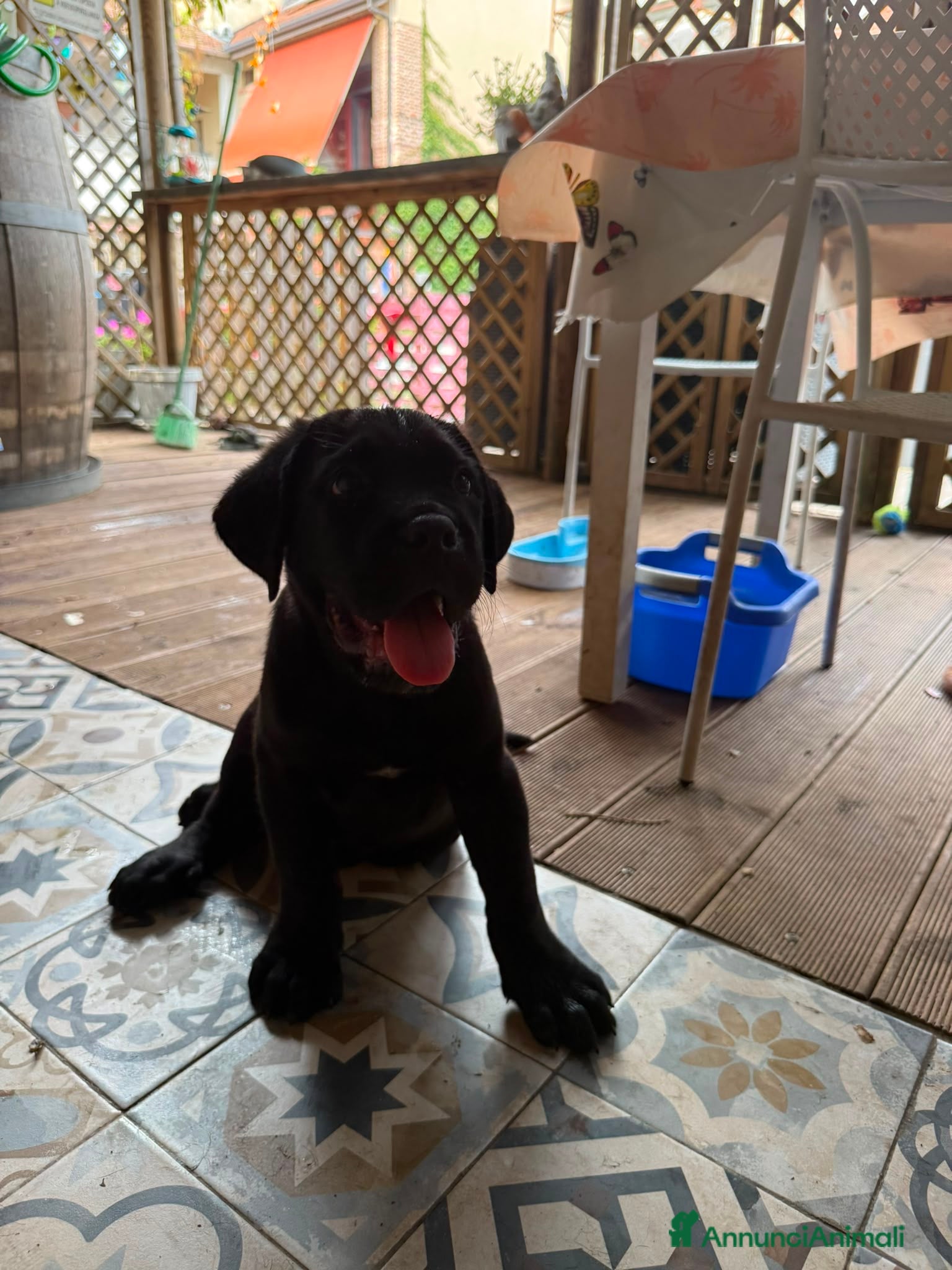 Cane Corso cani Cane corso  - Annuncio 2