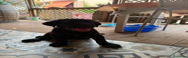 Cane Corso 2