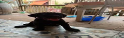 Cane Corso cani in vendita: Cane corso  - Annuncio 2